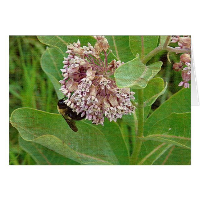 Cartão A Abelha do Bumble na Milkweed (Frente Horizontal)