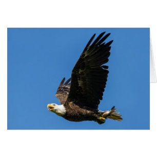 Cartão A águia americana, Lets almoça