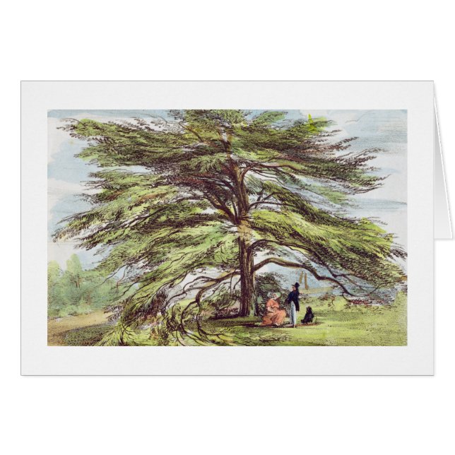 Cartão A árvore de cedro de Líbano no arboreto, Kew Garde (Frente Horizontal)