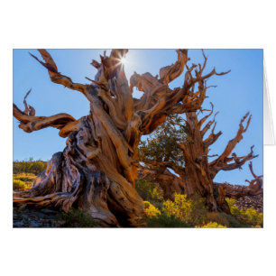 Cartão A Árvore Sentinel