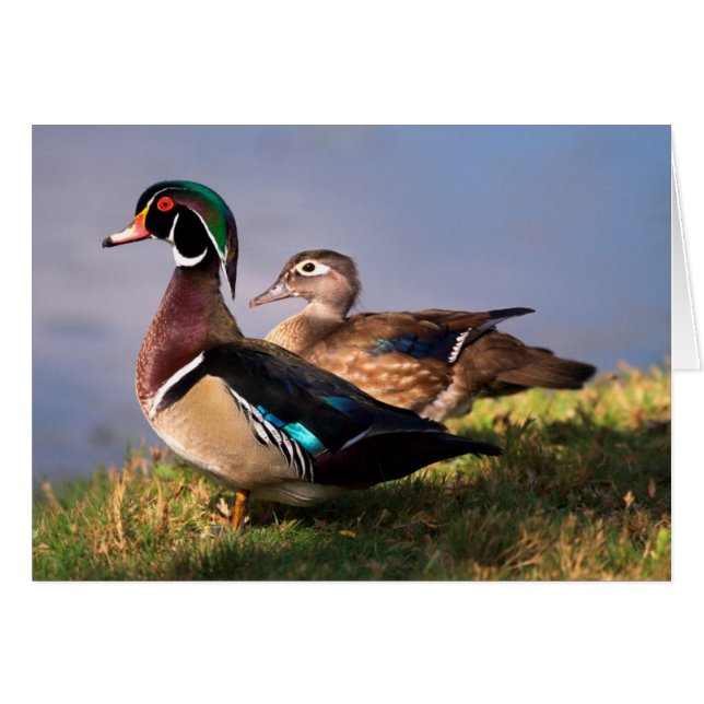 Cartão À beira do lago, Pato-mandarin (Frente Horizontal)