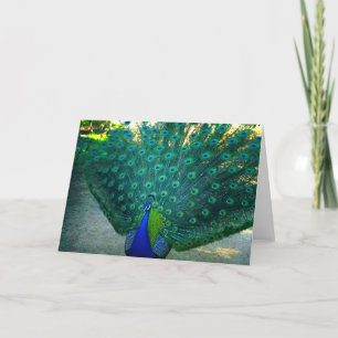 Cartão A beleza de um Pavão