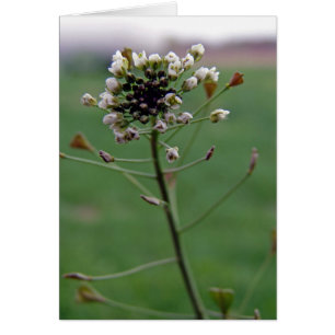 Cartão A bolsa do pastor