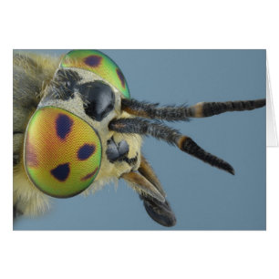 Cartão A cabeça dos cervos voa