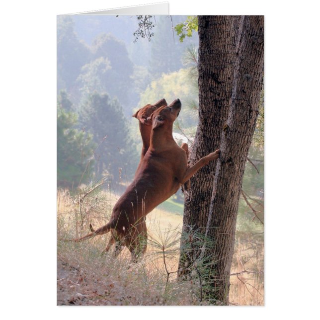 Cartão A Caça do Esquilo (Frente)