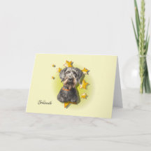 A Cinza de Furry Schnoodle é uma Placa Estrela