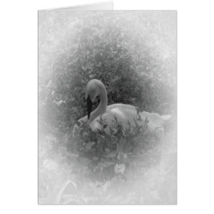 Cartão A cisne