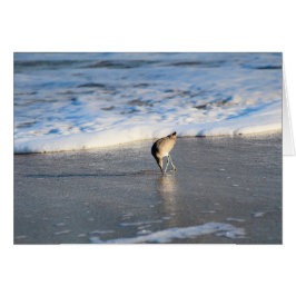 Cartão A descoberta interessante de Willet