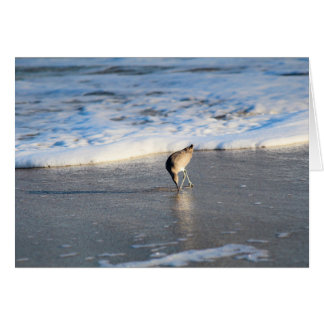 Cartão A descoberta interessante de Willet