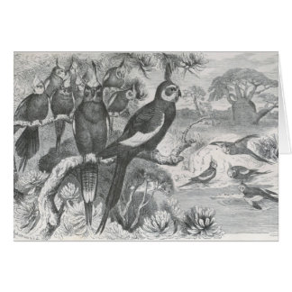 Cartão A.E. Brehm - Cockatiels
