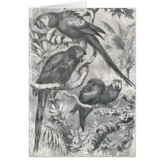 Cartão A.E. Brehm - Macaws