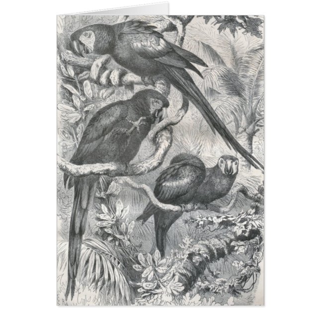 Cartão A.E. Brehm - Macaws (Frente)