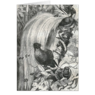 Cartão A.E. Brehm - pássaros de paraíso