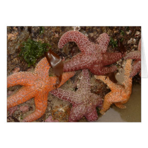 Cartão A estrela do mar/estrelas de mar no canhão