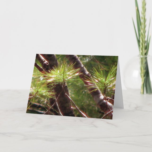 Cartão A floresta despertada (Frente)