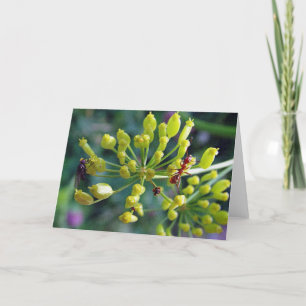 Cartão A Formiga, A Mosca e a Semana