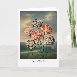 Cartão A Group of Carnations — Modern Botanical Reinterpr