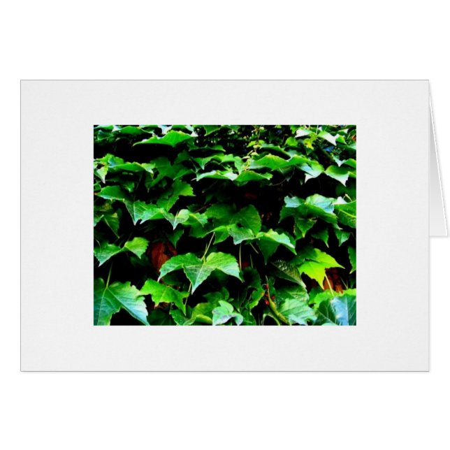 Cartão A hera. Wrigley coloca (Frente horizontal)