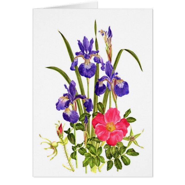 Cartão A íris e a praia aumentaram (Frente)