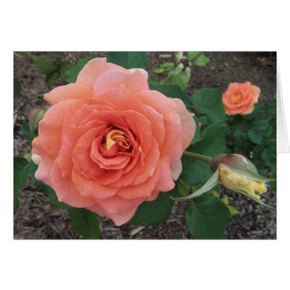 Cartão A laranja aumentou