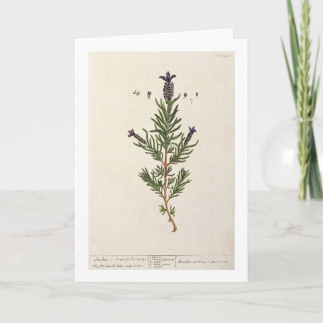 Cartão A lavanda francesa, chapeia 241 'de um Herbal (Frente)