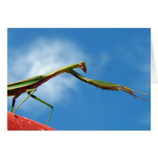 Cartão A louva-a-deus