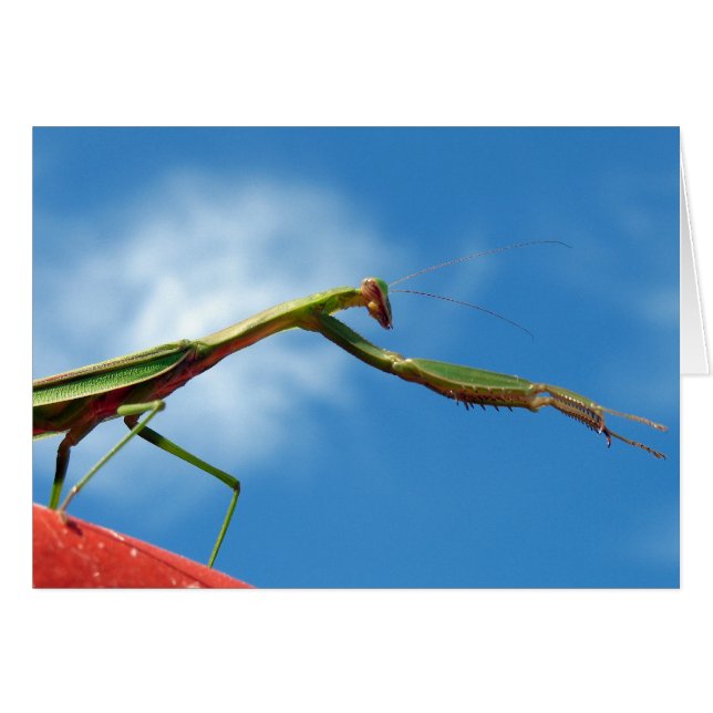 Cartão A louva-a-deus (Frente Horizontal)