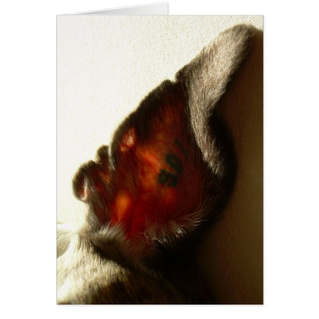 Cartão A orelha do branco da baga (Frente)