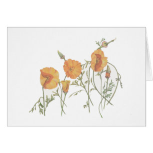 Cartão A papoila de Califórnia 5" x 7" cartão, com