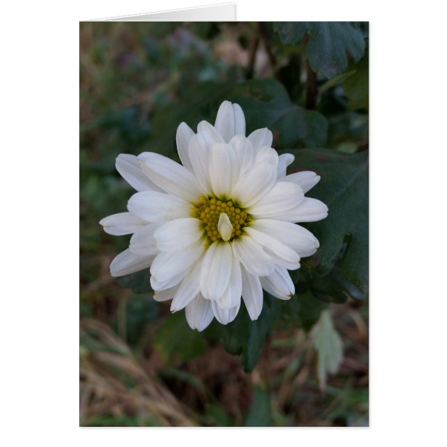 Cartão A pétala que apareceu (Frente)