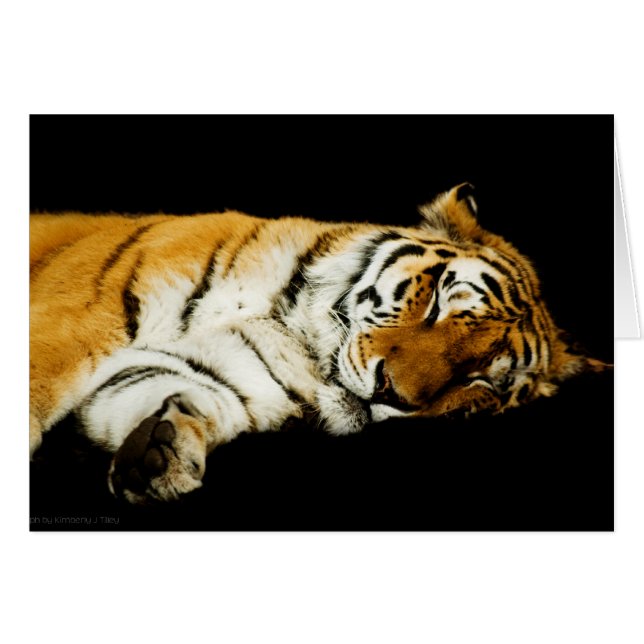 Cartão A Placa De Amur Que Dorme (Frente horizontal)