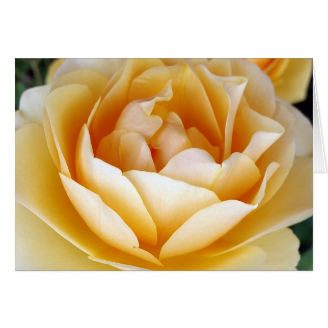 Cartão A Rosa Amarela (Frente Horizontal)