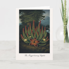 Cartão A Stapelia Portadora de Larvas — Reinterpretação B