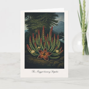 Cartão A Stapelia Portadora de Larvas — Reinterpretação B