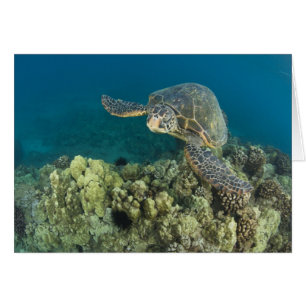 Cartão A Tartaruga Marinha Verde, (Chelonia mydas), é a 2