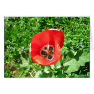 Cartão A Tulipa Solitária