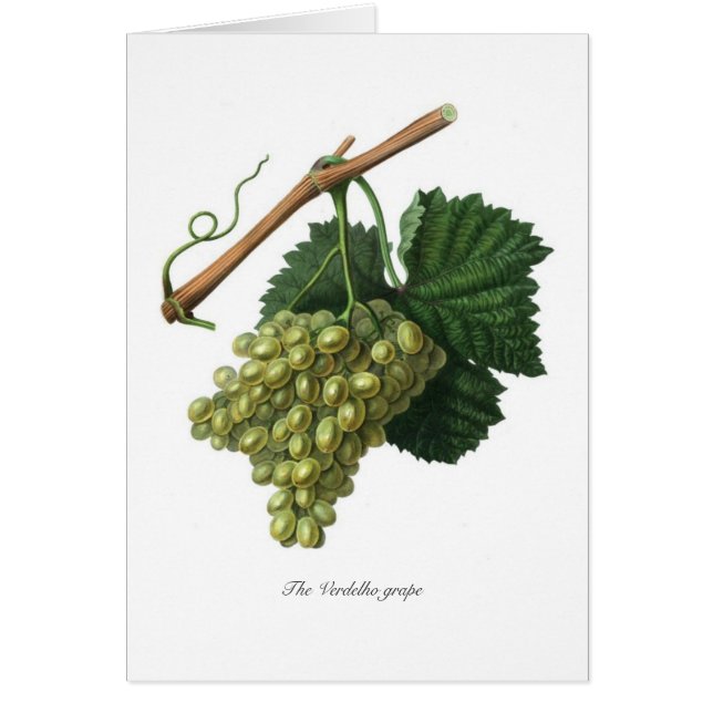 Cartão A uva de Verdelho (Frente)