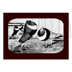 Cartão Aachen Banda Cropper Pigeons