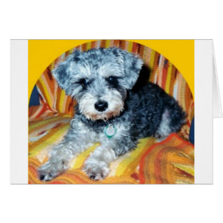 Cartão Abby the Schnoodle