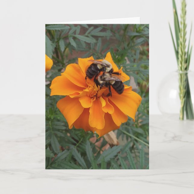 Cartão Abejas en Flor de Marigold (Frente)