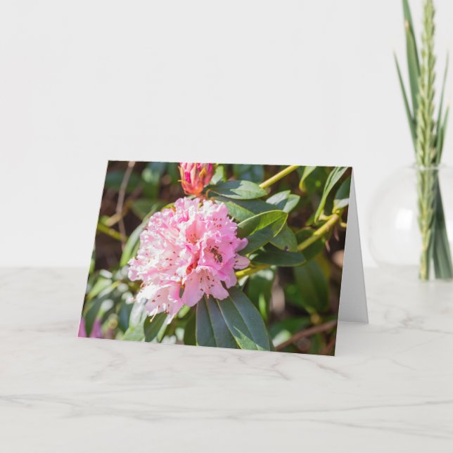 Cartão Abelha De Mel Na Nota De Rhododendron Rosa (Frente)