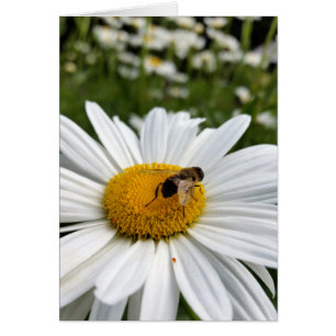 Cartão abelha e margarida