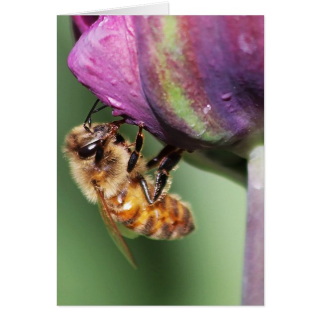 Cartão Abelha Felpudo Queda (Frente)