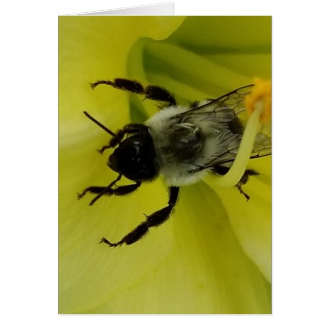 CARTÃO ABELHA IMPRESSIONANTE - CUMPRIMENTO CRISTÃO (Frente)