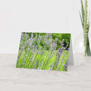 Cartão Abelha na Floral de Verão da Lavanda