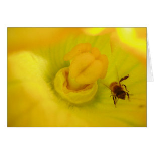 Cartão Abelhas Dentro Da Flor Da Abobrinha