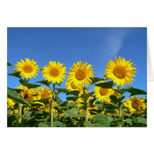 Cartão Abelhas e girassóis contra um céu azul vibrante