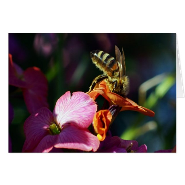 Cartão Abelhas Ocupadas! (Frente Horizontal)