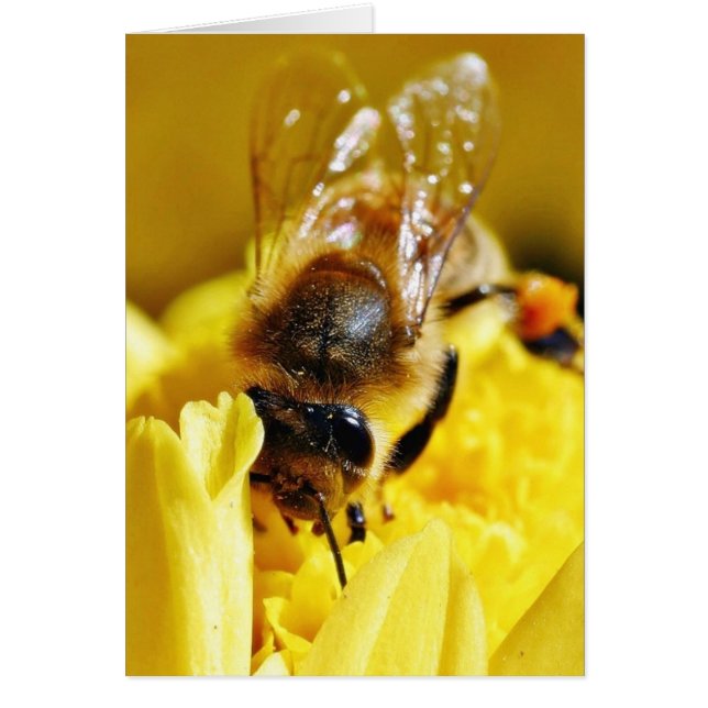 Cartão Abelhas Pollen Insetos Asas Macro Insetos (Frente)