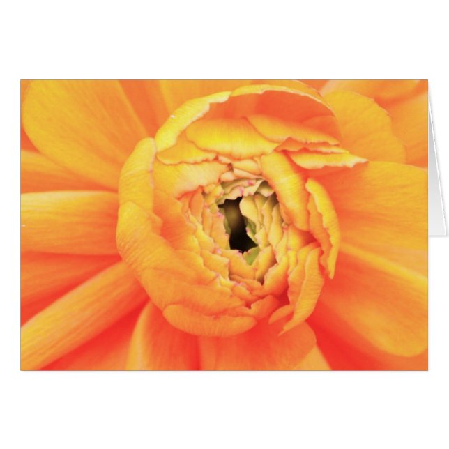 Cartão Abertura do ranúnculo. (Frente Horizontal)